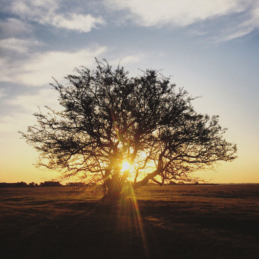 Limitiertes Insel Hiddensee Bild wunderschöner Baum bei Sonnenaufgang